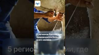 5 регионов России, где производится больше всего молока по итогам 2024 года!