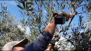 Easy and quick olive tree pruning