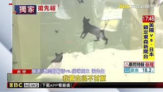 藥劑提高害貓亡？獸醫籲住院不聽飆罵 飼主怒告@newsebc