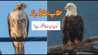 Eagle Vs Hawk In Urdu | Oqab Vs Baaz | Oqab Or Baaz Mn Kaun Ziuada Taqatwar Hai