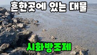 우리가 흔히 알던곳에 왕 키조개 해루질