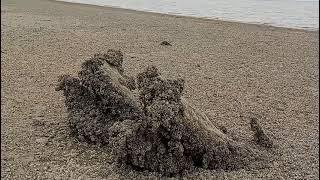 До води вже майже не дійти, каховське водосховище зникає