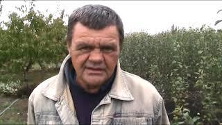 За здоровым посадочным материалом деревьев в питомник в х.Мартыновку .