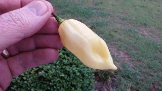 The "White Fatalii" (PepperLover) Pod Review for Adam Krzeminski