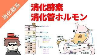 消化酵素と消化管ホルモンの覚え方