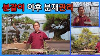 분재관리 190강 분갈이 이후의 분재관리