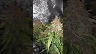 1st Grow Video Ever - Green Crack Auto by Fast Buds - Microgrow