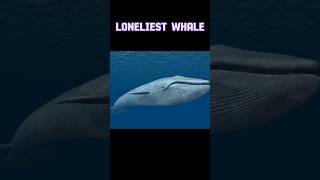 Loneliest Animal on Earth || Mr MRF