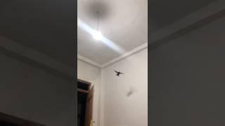 ️ Bird Crashes! .Flies into My Bedroom and   Must-See Moment!
