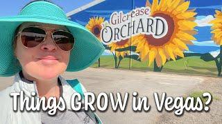 Gilcrese Orchard - Pick Your Own VEGGIES!