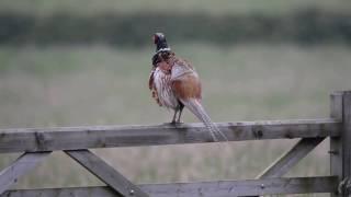 Pheasant call