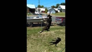 A dog that does back flips