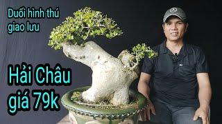 Kỹ thuật làm bonsai của tôi (tập30), giao lưu cây cảnh, Tây Sơn, Bình Định