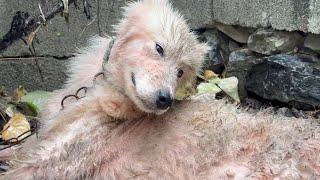 Abused by a Drunken Owner and on the Brink of Death — We Had to Save Her!