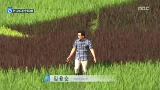 충주MBC 160731 여기저기 논 그림, 실제 경제 효과는?