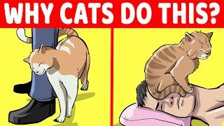 15 Strangest Cat Behaviors Explained