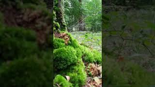 Exploring Polish Forests. (The forest floor)