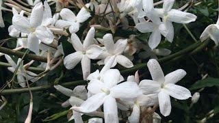 Growing Winter Jasmine (Jasminum polyanthum)