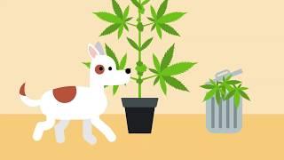 Growing Cannabis Safely at Home