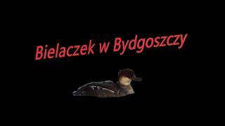 Brdyujście - wyprawa na ptaki. (Bielaczek na Wiśle w Bydgoszczy)