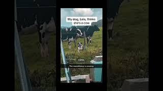 #funnydogs#cute#doglover#doglife#cure#dogshorts#pet#doglife#dogshorts