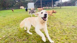 The highlight of my day has arrived - a bike ️ ride amidst a happy troupe of doggies!️