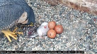 4-11-23 Breakfast time for the first chick