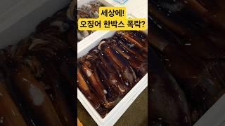 최저가! 오징어! 박스 매일 폭락! 미쳤어! #시장 #맛집 #횟집 #오징어 #스시