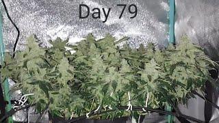 GROW UPDATE - Day 79 - Lemon Pie Auto by Fast Buds - 2x2x3 Mini Tent Grow