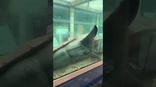 Rosie the preserved Great White Shark being prepared for removal