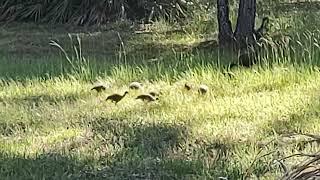 Turkey Family In Barberville