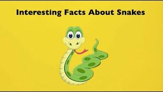 10 Interesting Facts About Snakes