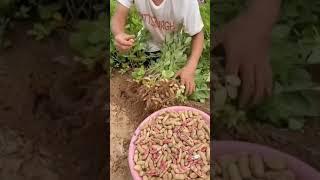 mumfuli kishan shorts video