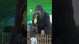 OMG ....... Big Gorilla  #shorts