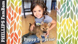 PUPPY SURPRISE | Bringing Home her Surprise Puppy on her Birthday | PHILLIPS FamBam Vlogs