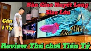 Bàn Giao Huyết Long Size Lớn Cho Chú U65 Tại Thủ Dầu 1 | Review Khu Nuôi Chim Gần 1 Tỏi