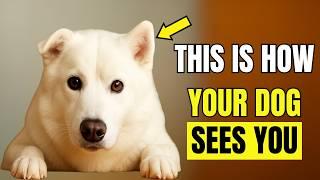 Your Dog Doesn’t Think You’re Human – The Truth Is Shocking!