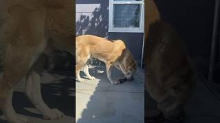 Alabai Honey is snacking , central asian shepherd