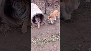 Tiger vs Liger Fight. Tiger attack #tigers #shorts