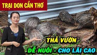 Nuôi Don Thả Vườn: Dễ Làm Và Cho Lãi Cao - Hiệu Quả Sinh Sản Tốt