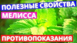 Мелисса: Вся Польза и Вред. Правда о Применение в народной медицине, косметологии и хозяйстве