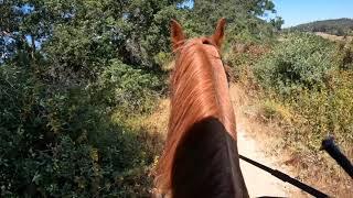 Abused Tennessee Walking Horse - Remi - Part 8 - Riding Alone on Trail -Gaited Horse Training