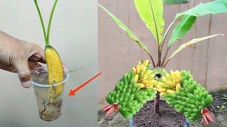 Amazing Skill How to grow Banana tree from banana fruit  100% Real