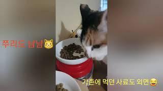 펫후 유튜브 체험단 후기