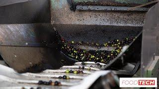 The Untold Story of How Black Olives are Made