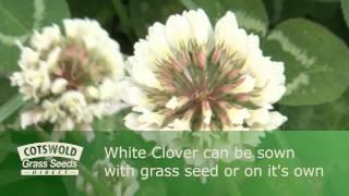 Over-Seeding - Cotswold Seeds