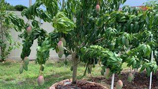 My school friend Ratul’s mango garden in Melbourne Fl I রাতুল এর আম বাগান