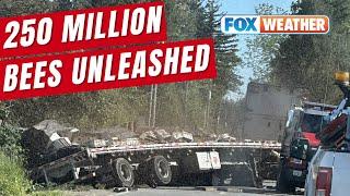 250 Million Bees Unleashed In Washington After Semi Truck Crash
