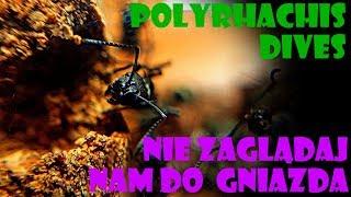 [Mrówki/egzotyki] Polyrhachis dives macro
