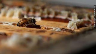 The President's Plan To Save Vanishing Bees, Pollinators